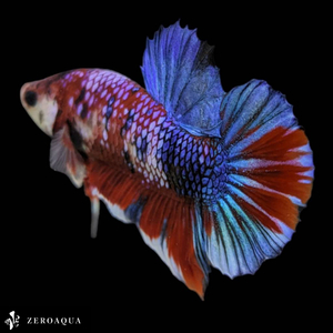 [ animation ] male betta (b8985) Thai production tropical fish pra cut black white Red Bull -