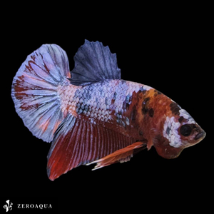 [ animation ] male betta (b9007) Thai production tropical fish pra cut black Red Bull -