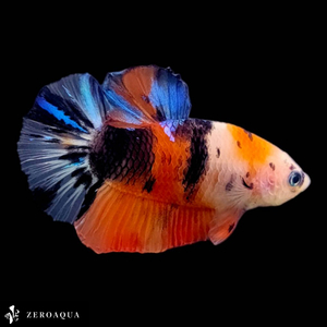 【動画】 オス ベタ (b9035) タイ産 熱帯魚 プラカット ブラック ホワイト オレンジ レッド ブルー