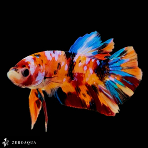 【動画】 オス ベタ (b9040) タイ産 熱帯魚 プラカット ブラック ホワイト オレンジ レッド ブルー