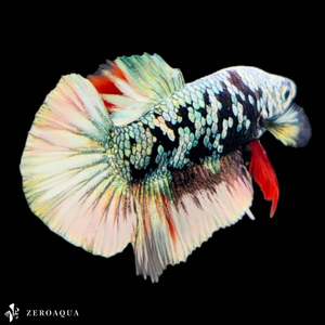 [ animation ] male betta (b9053) Thai production tropical fish pra cut black silver copper red green 