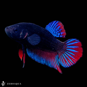 [ animation ] male betta (b9068) Thai production tropical fish isa-n black Red Bull -