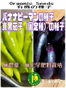 バナナピーマンの種子10粒と真黒茄子の種子45粒　無農薬無化学肥料栽培のタネ 
