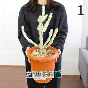 【現品】ユーフォルビア・ホワイトゴースト 7号 茶鉢（1）Euphorbia lactea White Ghost