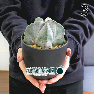 【現品】サボテン ランポー玉（鸞鳳玉） 4号 黒鉢（3）Astrophytum coahuilens