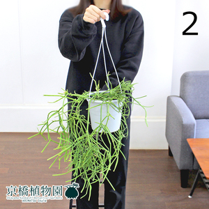 【現品】リプサリス・ヘテロクラダ 5号 吊り下げ（2）Rhipsalis heteroclada