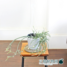 【現品】リプサリス・フロストシュガー 5号 吊り下げ（3）Rhipsalis frost sugar_画像3