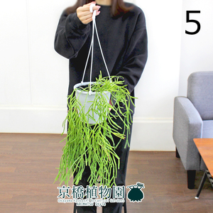 【現品】リプサリス・エワルディアナ 5号 吊り下げ（5）Rhipsalis ewaldiana