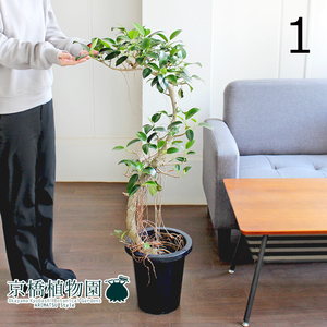 【現品】フランスゴム 曲がり 8号 紺鉢（1）Ficus rubiginosa