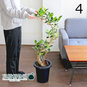 【現品】フランスゴム 曲がり 8号 紺鉢（4）Ficus rubiginosa