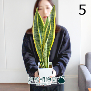 【現品】サンスベリア・ローレンチ 4号（5）Sansevieria trifasciata ‘Laurentii’