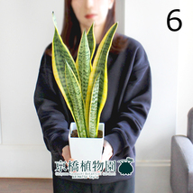 【現品】サンスベリア・ローレンチ 4号（6）Sansevieria trifasciata ‘Laurentii’_画像1