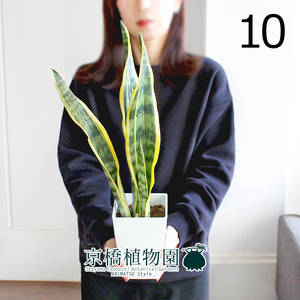 【現品】サンスベリア・ローレンチ 4号（10）Sansevieria trifasciata ‘Laurentii’