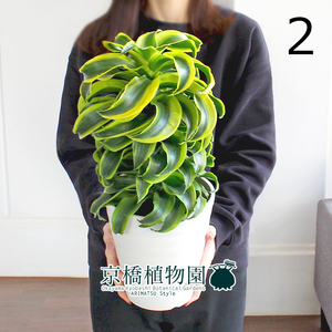 【現品】ドラセナ・トルネード 斑入り 6号（2）Dracaena deremensis cv. Tornado