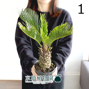 【現品】蘇鉄（ソテツ） 4号ポット（1）Cycas revoluta