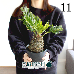 【現品】蘇鉄（ソテツ） 4号ポット（11）Cycas revoluta