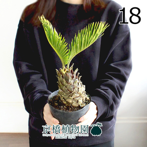 【現品】蘇鉄（ソテツ） 4号ポット（18）Cycas revoluta