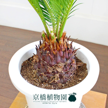 【現品】蘇鉄（ソテツ） 6号 白鉢（5）Cycas revoluta_画像2