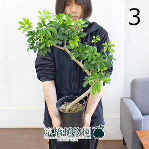 【現品】シェフレラ・レナータ 曲がり 5号 黒鉢（3）Schefflera arboricola 'Renata'