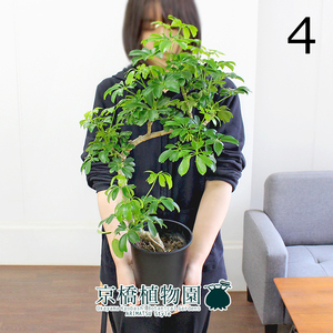 【現品】シェフレラ・レナータ 曲がり 5号 黒鉢（4）Schefflera arboricola 'Renata'