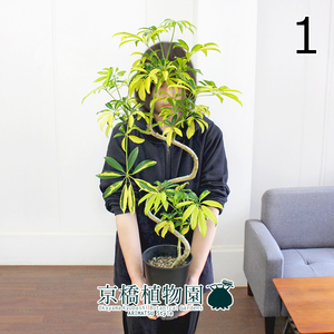 【現品】シェフレラ・ルナ 曲がり 5号 黒鉢（1）Schefflera arboricola 'Runa'
