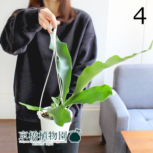 [ reality goods ] Platycerium / staghorn fern *bi full katsum4 number hanging lowering (4)Platycerium bifurcatum