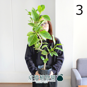 【現品】フィカス・アルテシーマ 曲がり 5号ポット（3）Ficus altissima