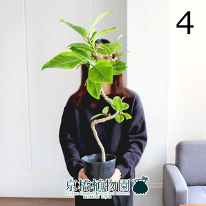 【現品】フィカス・アルテシーマ 曲がり 5号ポット（4）Ficus altissimaの画像1