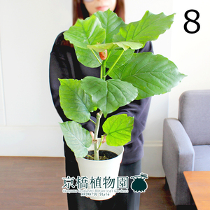 【現品】フィカス・ウンベラータ 5号（8）Ficus umbellata