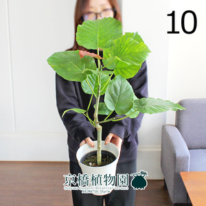 [ reality goods ]fi rental * umbellata 5 number (10)Ficus umbellata