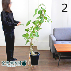 【現品】フィカス・ベンガレンシス 8号 曲がり 黒鉢（大）（2）Ficus benghalensis