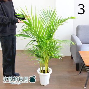 【現品】アレカヤシ 7号 白鉢（3）Dypsis lutescens