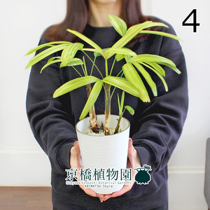 [ reality goods ]. sound bamboo ( can non chik) -..-4 number (4)Rhapis exelsa
