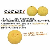 【商品説明をご覧下さい！】極甘！驚きの甘さ！大人気！熊本産《特大はるか》4Lサイズ 約5k 熊本フルーツ堂11_画像2