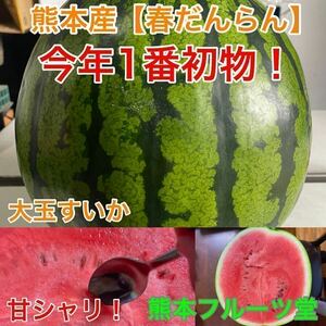 『絶品春スイカ』熊本産【春だんらん】Lサイズ秀品（1玉6〜7kg）熊本フルーツ堂4