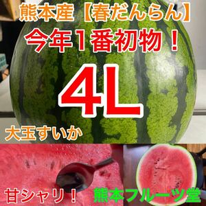 『特大！1玉限定』熊本産【春だんらん】4Lサイズ秀品（1玉9〜10kg）熊本フルーツ堂11