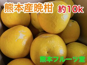 熊本産 晩柑 4L約10k ご家庭用　熊本フルーツ堂39