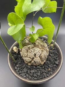 亀甲竜 実生 ディオスコレア エレファンティペス Dioscorea elephantipes アフリカ コーデックス 塊根植物 多肉植物　鶴仙園