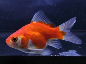 【小川屋】玉サバ ジャンボ血統 当歳 約7cm 金魚 (3)