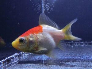 【小川屋】玉サバ ジャンボ血統 当歳 約6.5cm 金魚 (b4)