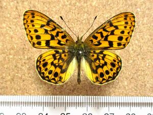 蝶標本　カラフトヒョウモン♂（北海道産／野外品）