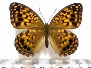 蝶標本　オオウラギンヒョウモン♀（長崎産／野外品）規制前標本
