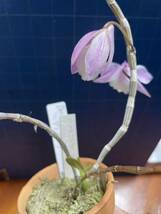 洋蘭原種、花付き株デンドロ、アフィラム、ハダノ　ピンク　Den aphyllum‘Hadano Pink’_画像4