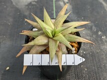 H. limifolia v. ubomboensis GG5739 Stegi, Isiteke ハオルチア　ハオルシア　Haworthia　多肉植物_画像4