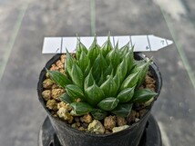 H. cooperi v. gracilis/isabellae intermed. SE of Rooivlakte ハオルチア　ハオルシア　Haworthia　多肉植物_画像2