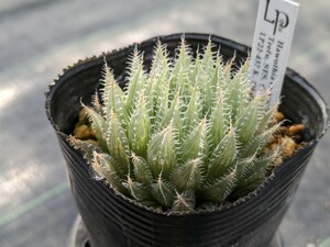 H. cummingii Trefu, SES. Committees Drift ハオルチア　ハオルシア　Haworthia　多肉植物