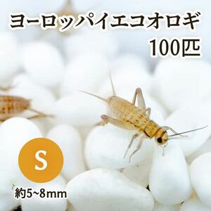 （生餌）ヨーロッパイエコオロギ S 約100匹 爬虫類 両生類 大型魚 餌 エサ 送料無料 002