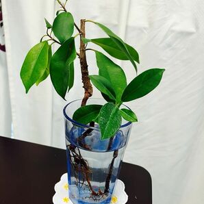 観葉植物 ガジュマル 抜き苗とおまけに挿し穂1本!!