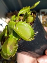 食虫植物 Dionaea muscipula Triton CK ハエトリソウ NO.1_画像3