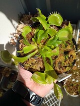 食虫植物 Dionaea muscipula Triton CK ハエトリソウ NO.1_画像2